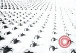 Immagine di Cimitero Terezin Cecoslovacchia, 1946, secondo 18 filmato di repertorio 65675073966