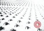 Immagine di Cimitero Terezin Cecoslovacchia, 1946, secondo 22 filmato di repertorio 65675073966