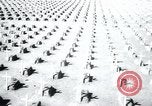 Immagine di Cimitero Terezin Cecoslovacchia, 1946, secondo 40 filmato di repertorio 65675073966
