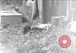 Image of puppies Paris France, 1945, second 1 stock footage video 65675074007