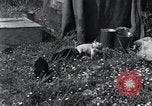 Image of puppies Paris France, 1945, second 3 stock footage video 65675074007