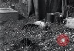 Image of puppies Paris France, 1945, second 5 stock footage video 65675074007
