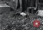 Image of puppies Paris France, 1945, second 6 stock footage video 65675074007