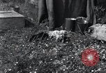 Image of puppies Paris France, 1945, second 8 stock footage video 65675074007