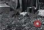 Image of puppies Paris France, 1945, second 9 stock footage video 65675074007