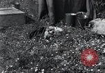 Image of puppies Paris France, 1945, second 11 stock footage video 65675074007