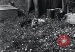 Image of puppies Paris France, 1945, second 12 stock footage video 65675074007