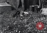 Image of puppies Paris France, 1945, second 14 stock footage video 65675074007