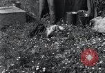 Image of puppies Paris France, 1945, second 15 stock footage video 65675074007