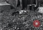 Image of puppies Paris France, 1945, second 16 stock footage video 65675074007