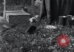 Image of puppies Paris France, 1945, second 17 stock footage video 65675074007