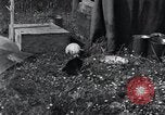 Image of puppies Paris France, 1945, second 18 stock footage video 65675074007