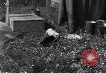 Image of puppies Paris France, 1945, second 19 stock footage video 65675074007