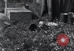 Image of puppies Paris France, 1945, second 22 stock footage video 65675074007