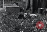 Image of puppies Paris France, 1945, second 23 stock footage video 65675074007