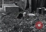 Image of puppies Paris France, 1945, second 24 stock footage video 65675074007