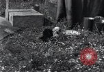 Image of puppies Paris France, 1945, second 25 stock footage video 65675074007