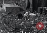 Image of puppies Paris France, 1945, second 26 stock footage video 65675074007
