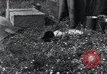 Image of puppies Paris France, 1945, second 27 stock footage video 65675074007