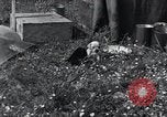 Image of puppies Paris France, 1945, second 29 stock footage video 65675074007