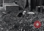 Image of puppies Paris France, 1945, second 30 stock footage video 65675074007