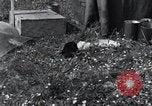 Image of puppies Paris France, 1945, second 31 stock footage video 65675074007