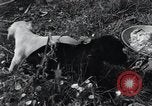 Image of puppies Paris France, 1945, second 32 stock footage video 65675074007