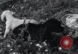 Image of puppies Paris France, 1945, second 33 stock footage video 65675074007
