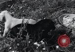 Image of puppies Paris France, 1945, second 34 stock footage video 65675074007
