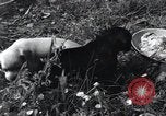 Image of puppies Paris France, 1945, second 35 stock footage video 65675074007