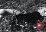 Image of puppies Paris France, 1945, second 36 stock footage video 65675074007