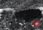 Image of puppies Paris France, 1945, second 37 stock footage video 65675074007