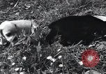 Image of puppies Paris France, 1945, second 38 stock footage video 65675074007