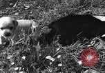 Image of puppies Paris France, 1945, second 39 stock footage video 65675074007