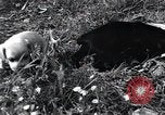 Image of puppies Paris France, 1945, second 40 stock footage video 65675074007