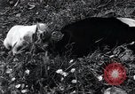 Image of puppies Paris France, 1945, second 41 stock footage video 65675074007