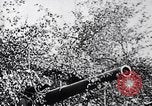 Image of Westwall Germany, 1939, second 24 stock footage video 65675074050