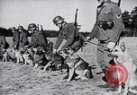 Immagine di I canini Germania, 1940, secondo 6 filmato di repertorio 65675074056