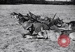 Immagine di I canini Germania, 1940, secondo 11 filmato di repertorio 65675074056