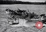 Immagine di I canini Germania, 1940, secondo 12 filmato di repertorio 65675074056