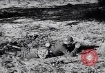 Immagine di I canini Germania, 1940, secondo 14 filmato di repertorio 65675074056