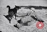 Immagine di I canini Germania, 1940, secondo 16 filmato di repertorio 65675074056