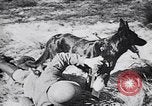 Immagine di I canini Germania, 1940, secondo 17 filmato di repertorio 65675074056