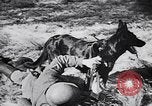 Immagine di I canini Germania, 1940, secondo 18 filmato di repertorio 65675074056