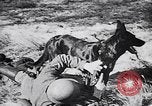 Immagine di I canini Germania, 1940, secondo 19 filmato di repertorio 65675074056