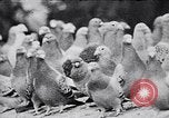 Immagine di I canini Germania, 1940, secondo 25 filmato di repertorio 65675074056