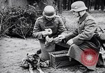 Immagine di I canini Germania, 1940, secondo 33 filmato di repertorio 65675074056