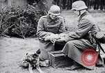 Immagine di I canini Germania, 1940, secondo 34 filmato di repertorio 65675074056