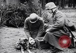 Immagine di I canini Germania, 1940, secondo 36 filmato di repertorio 65675074056