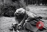 Immagine di I canini Germania, 1940, secondo 37 filmato di repertorio 65675074056